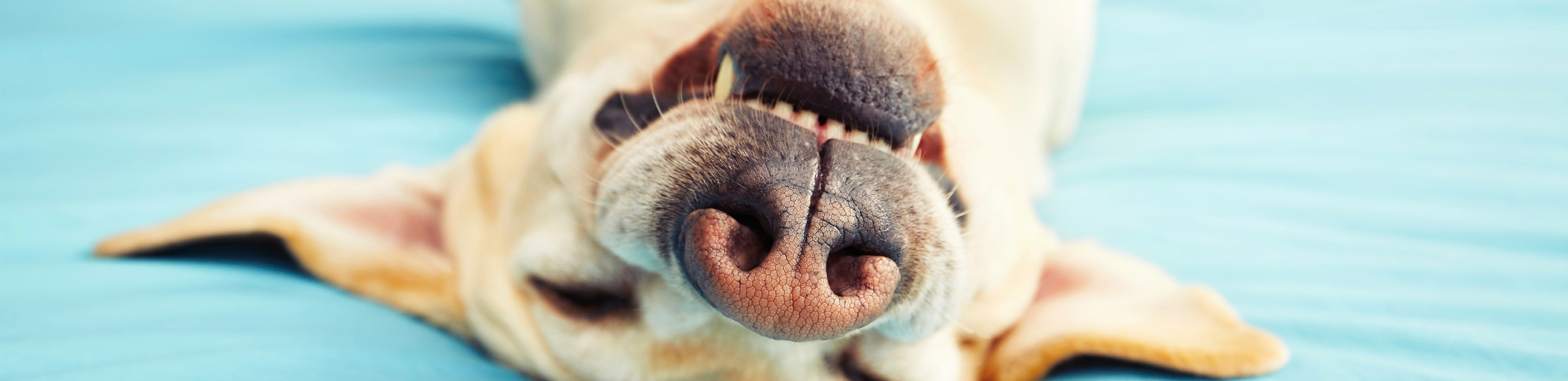 Dog orthodontic pet care